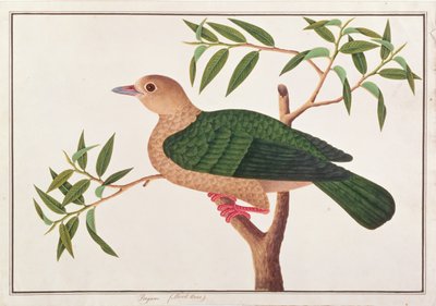 Paloma Imperial Verde, de Dibujos de Aves de Malaca, c.1805-18 de Chinese School